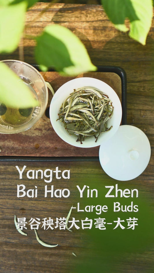 Yangta Bai Hao Yin Zhen-Large Buds