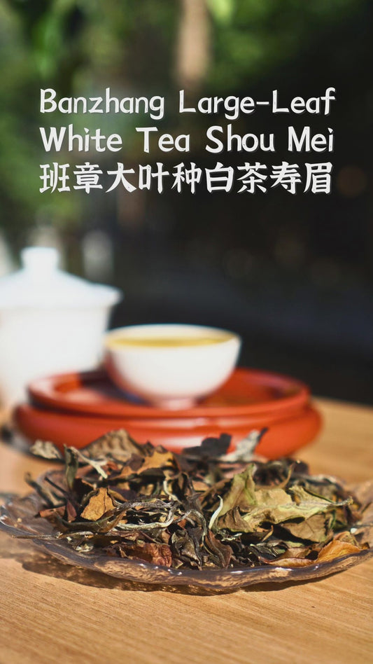 Banzhang Large-Leaf White Tea Shou Mei