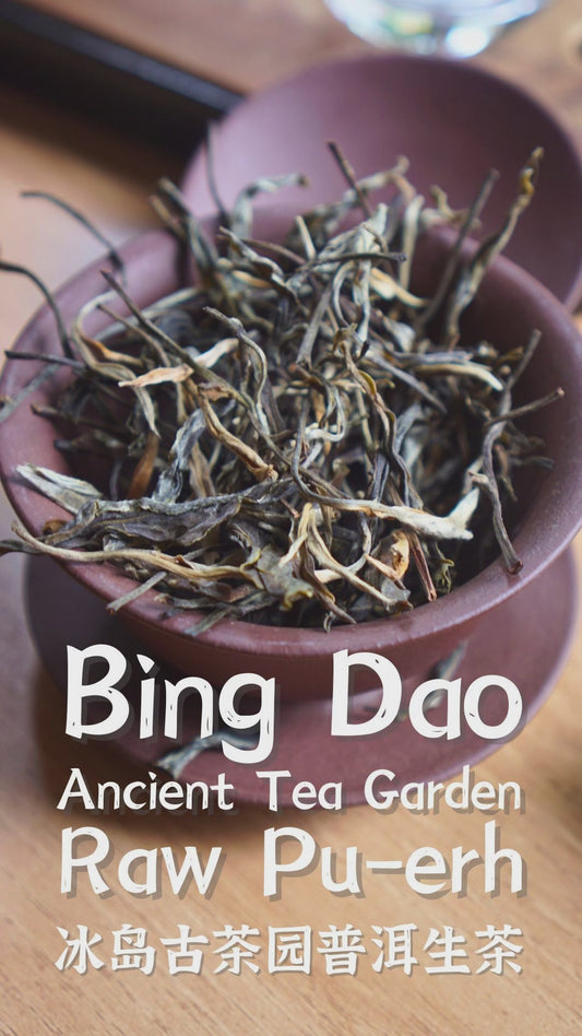 Bing Dao Ancient Tea Garden Raw Pu-erh