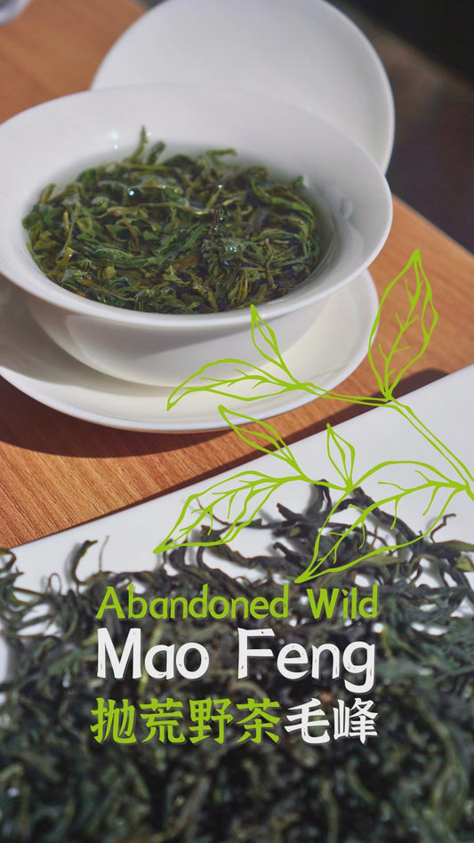 Abandoned Bushes Wild Mao Feng