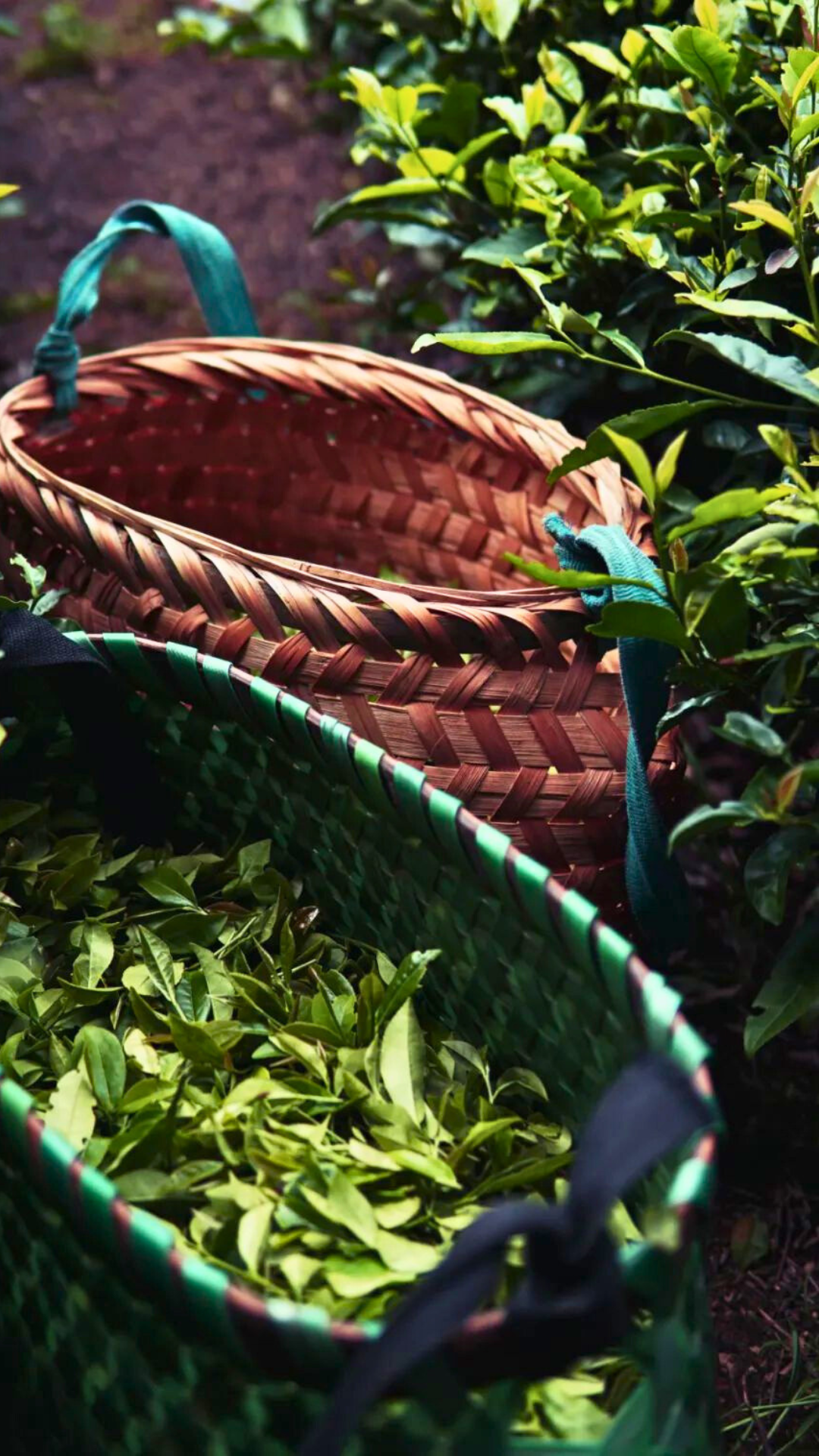 Jin Mu Dan Large-Leaf Tan Yang Gong Fu