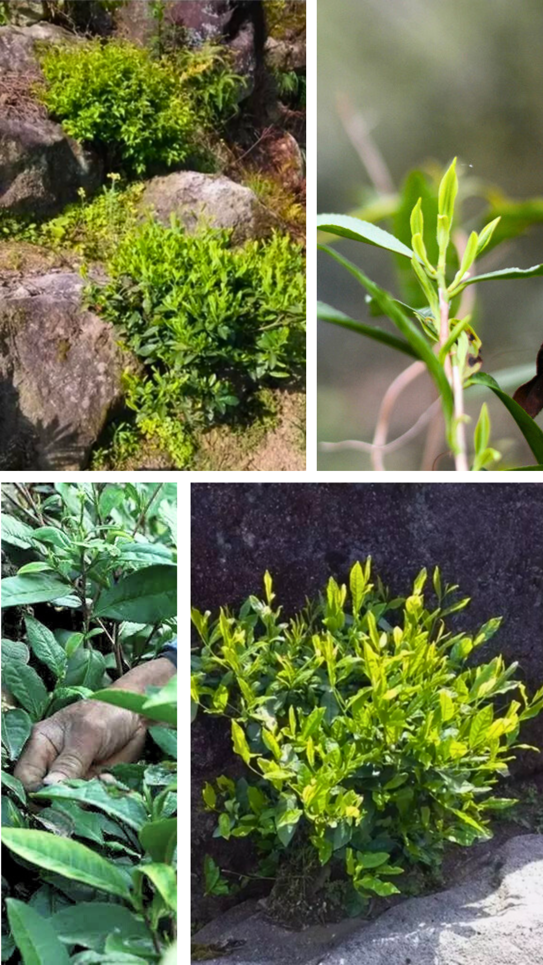 Abandoned Wild Tea Bush Qimen Black Tea