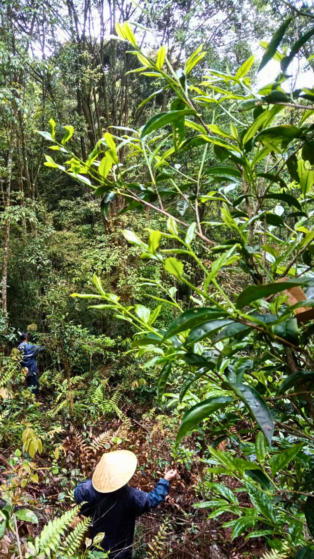 Wild Old Bush TanYang GongFu