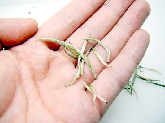 Yellow Tea-Steep Premium Silver Needle-Jun Shan Yin Zhen
