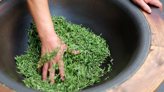 Green Tea Manufacturing and Processing