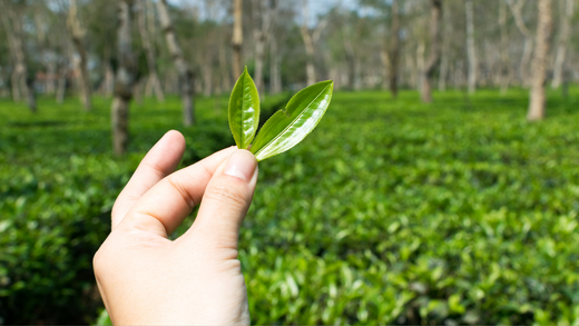Harvest Regions of Pu-erh Tea