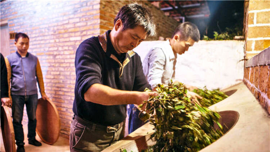 Oolong Tea Processing