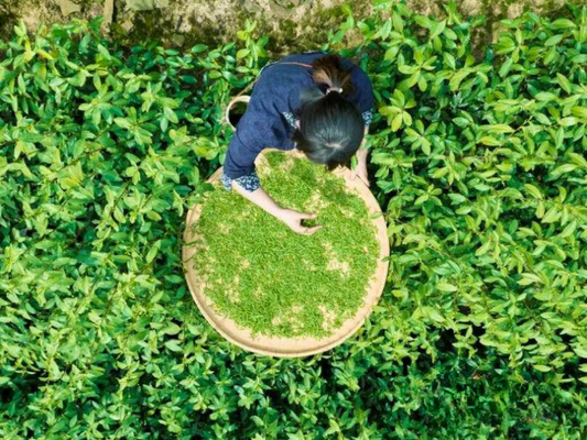 The Processing of Bi Luo Chun Tea