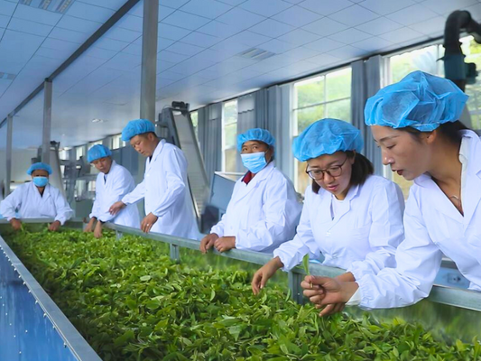 The Processing of Loose Raw Pu-erh Tea