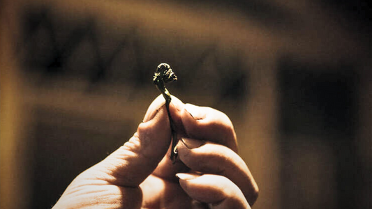 Characteristics of Wu Yi Oolong