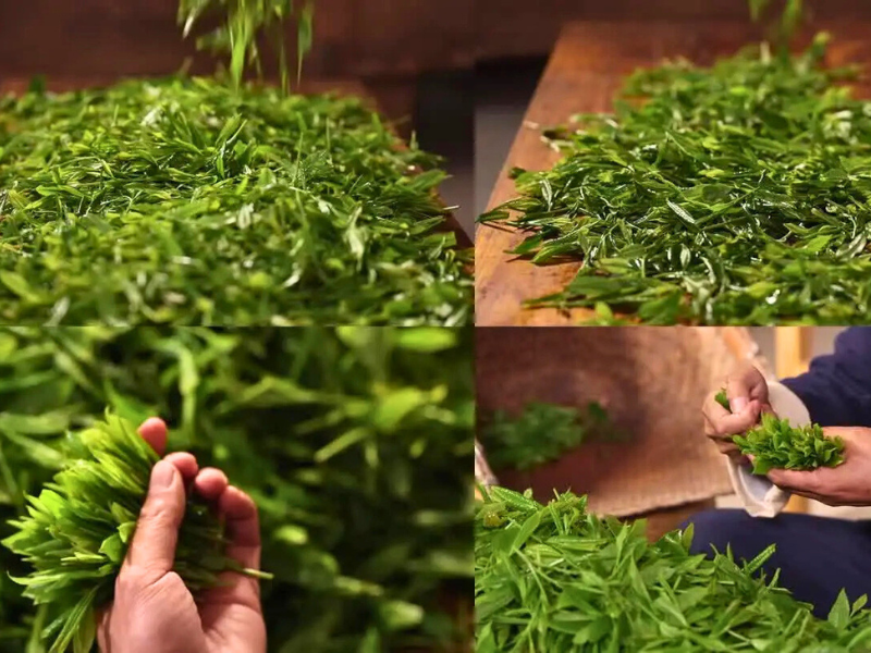 The Process of Making Tai Ping Hou Kui – ESGREEN