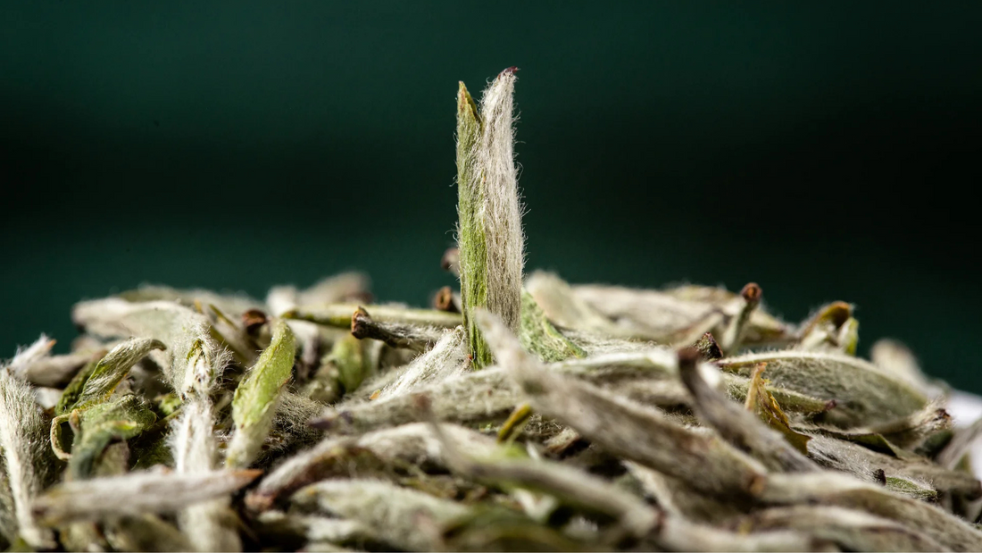 2025 Old Tree Yunnan Silver Needle | Yun Nan Lao Shu Bai Hao Yin Zhen - Option: 1 Kg - Foto 11