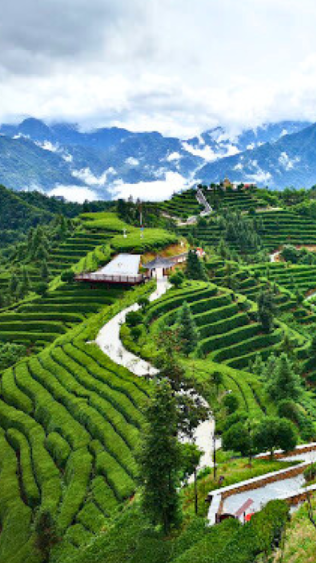 邓村绿茶特级绒毛芽