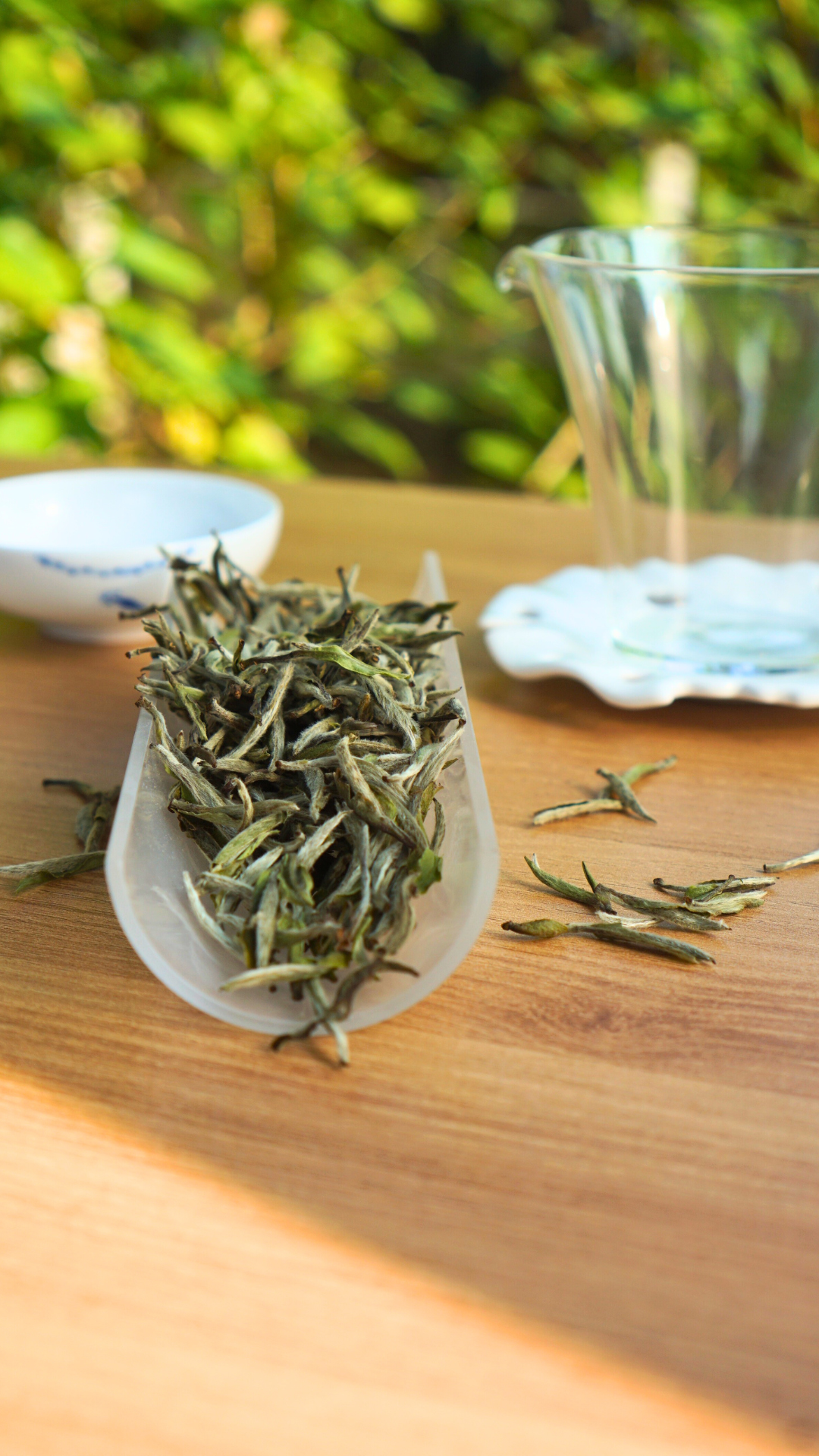 灌阳高山老茶树白毫银针