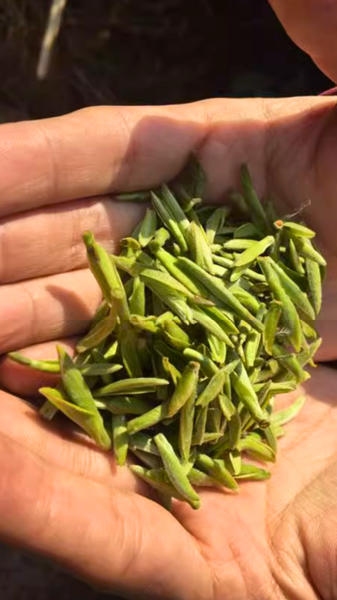 灌阳高山老茶树白毫银针