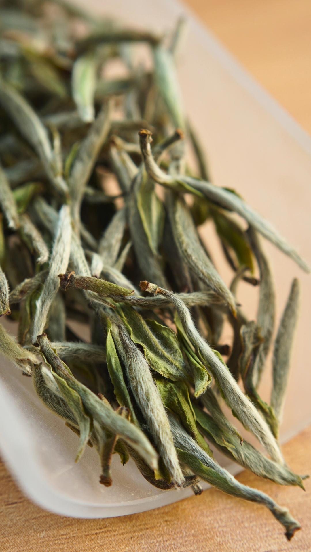 灌阳高山老茶树白毫银针