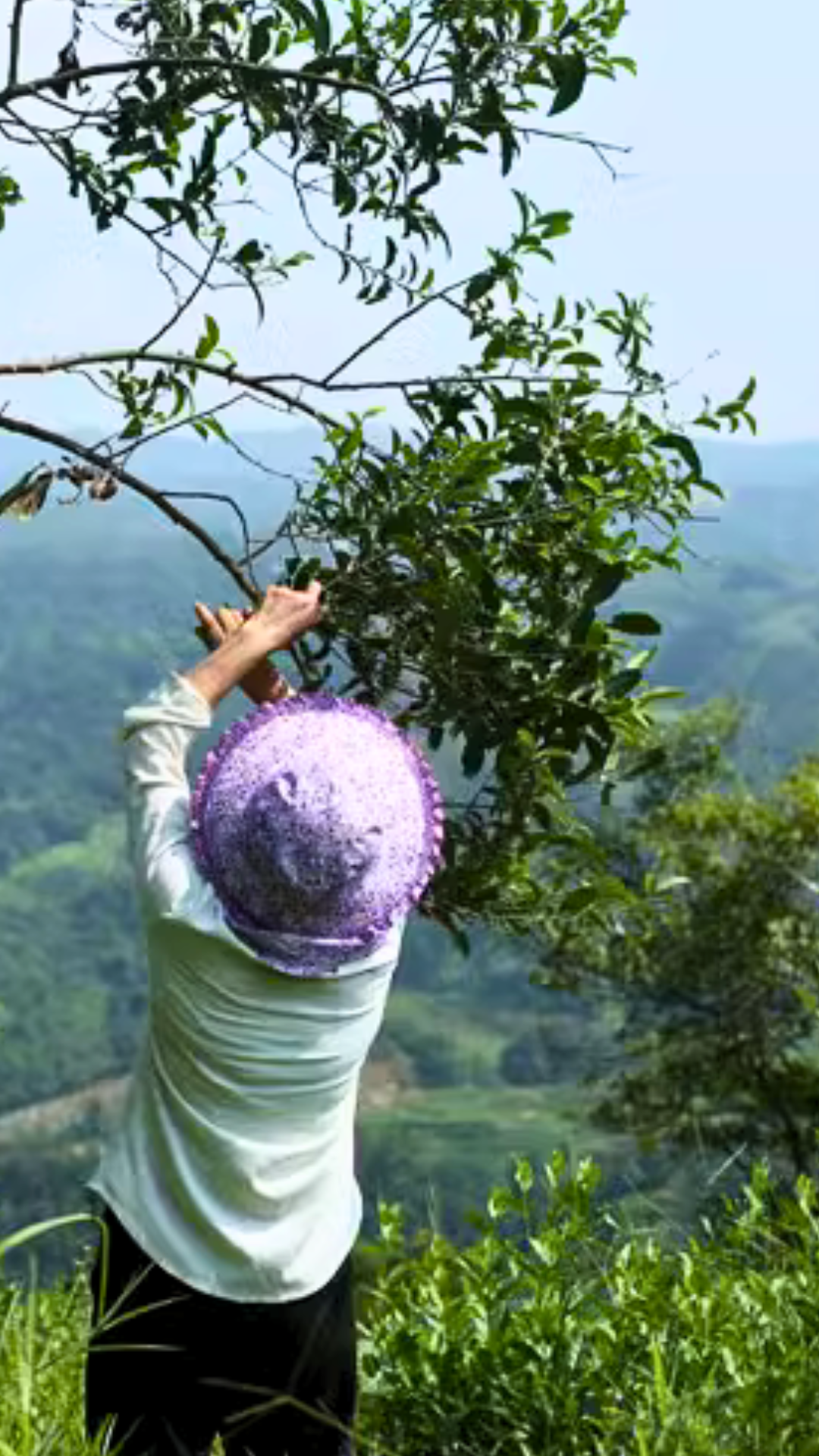 灌阳高山老茶树白毫银针