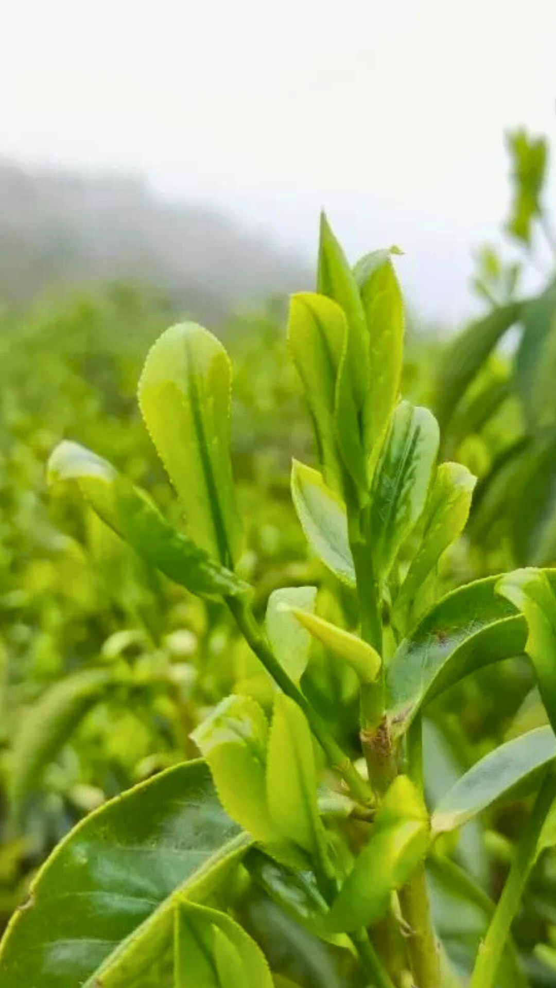 平坑头高山崖石乡