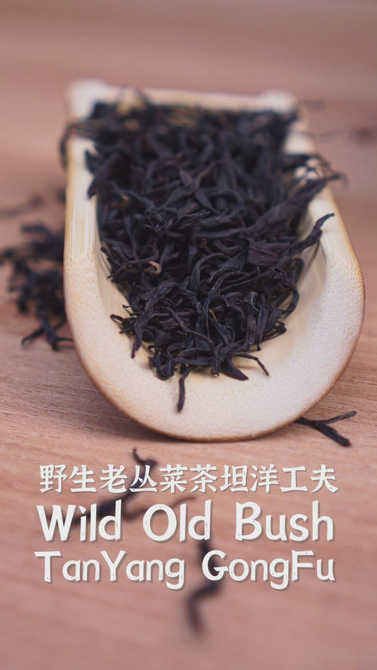 Wild Old Bush TanYang GongFu